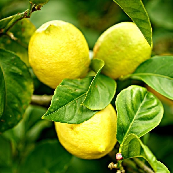 Australian Organic Fruit