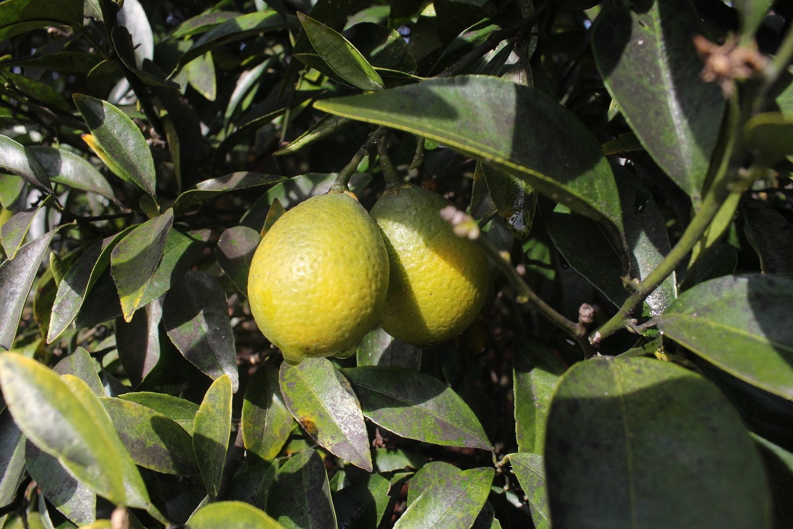 Australian organic Fruit